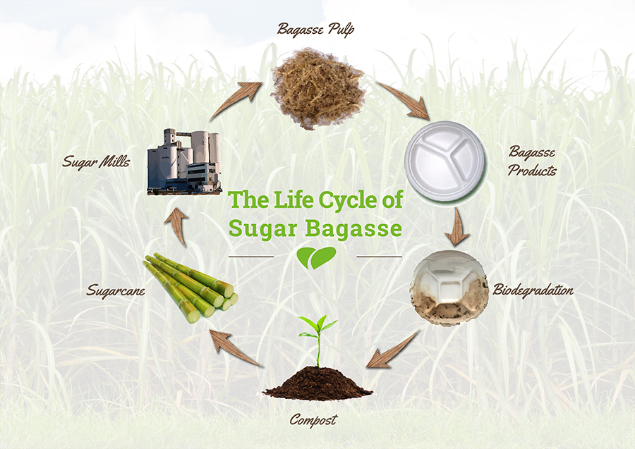 Sugarcane Bagasse food container